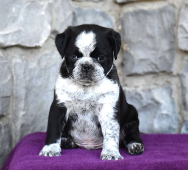 Pug Puppies for Sale