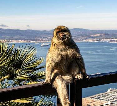 Gibraltar macaque on a railing