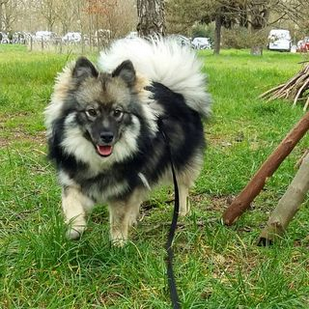 rappel chien
