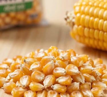 A high-quality commercial photography shot of bright yellow maize kernels. The composition is clean and focused, highlighting the uniformity and moisture control of the grain. Background elements include clean wooden surfaces and South Asian / Indian export packaging.