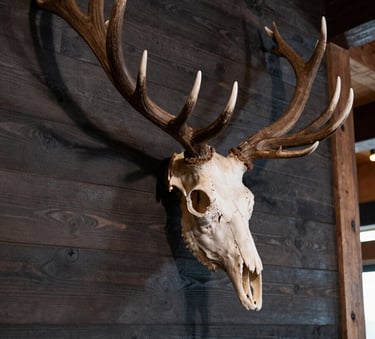 A high-resolution, professional photograph of a pristine elk European mount displayed on a dark reclaimed wood wall inside a modern North American US mountain lodge. The lighting is soft and focused on the bone texture.