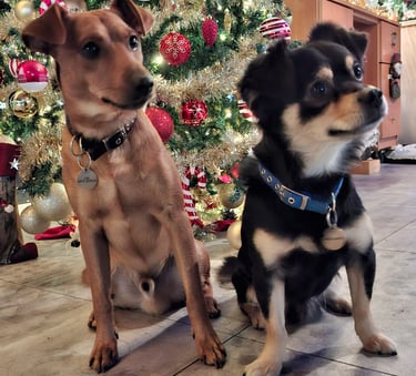 Two small dogs sitting in front of a decorated Christmas tree with gold tinsel and red ornaments.