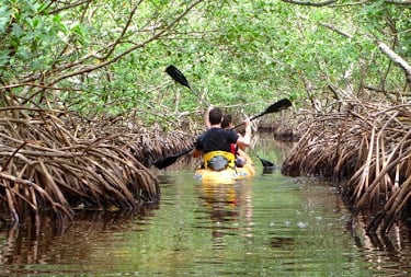 Mangrove Kayaking