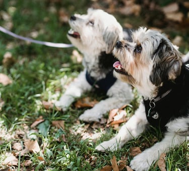 promenade chien Vertou groupe en nature