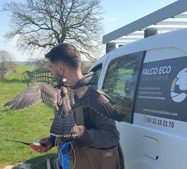 Falco Eco Solutions en intervention d'effarouchement