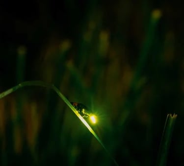 Firefly watching Puerto Princesa Palawan