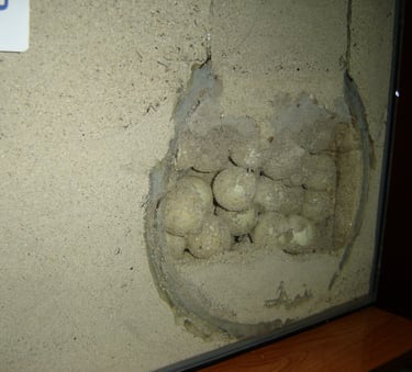 borneo palau selingan turtle nest model