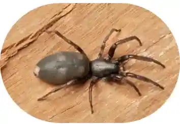 Spider on a tree this can be very dangerous for the family if in your home or on your property seek 