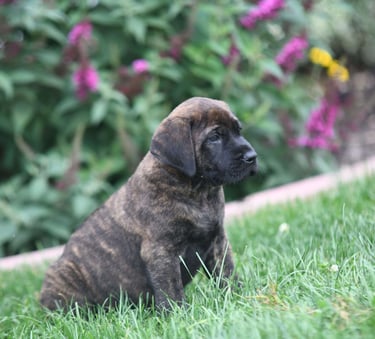 English Mastiff Puppies for Sale