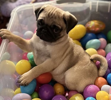 Pug Puppies for Sale