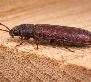 Lyctus insectes du bois vaud