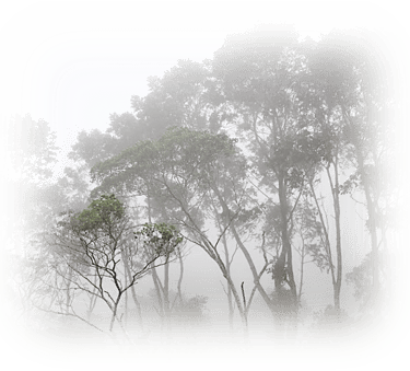 a picture of a group of people standing in front of a forest