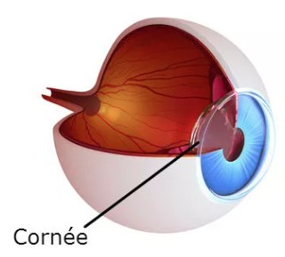 Yeux Iris
