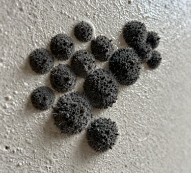 A close-up photograph of active black mold colonies spreading across a damp drywall surface in an Orlando, Florida residence, high contrast lighting emphasizing textures, professional photography.