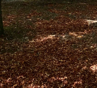 Ramassage de feuilles à Soisy-sur-Seine et aux alentours.