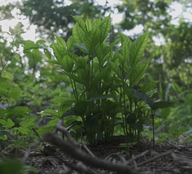 Vibrant green saplings growing from the forest floor with sunlight filtering through leaves.