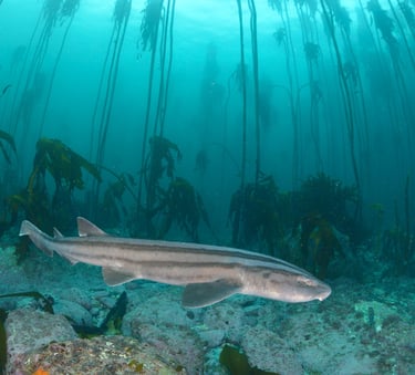 requins pyjama sur un fond de sable, mer dans les couleurs bleues vertes, des grandes algues au fond