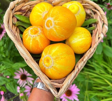 These often-overlooked round yellow cucumbers are juicy and sweet, easy to grow and produce a prolific summer crop.