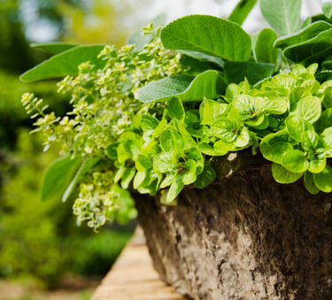 Grow your own herb garden