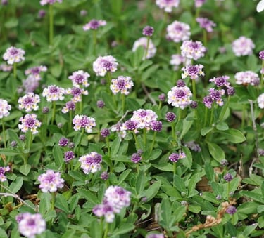 Lippia nodiflora - alternative au gazon