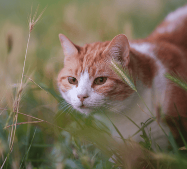 Un chat dans les herbes hautes
