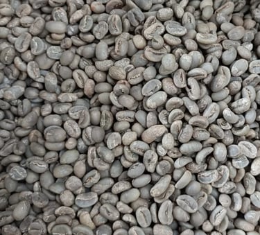 Arabica Indonesia Gayo Wild Luwak – traditionally collected and processed wild beans, herbal and fru