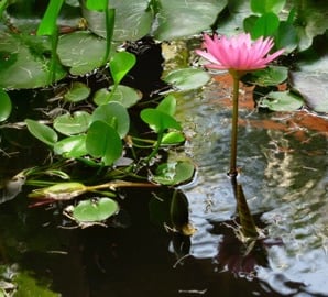 PNL Systemique Formation Luc Rambaldi Cambodge Lotus 2007