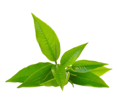 camellia sinensis