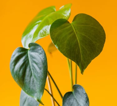 Juvenile Monstera deliciosa leaves with no fenestrations, splits, or holes