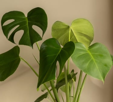 Semi mature monstera deliciosa leaves with some splits