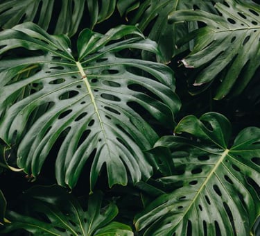 Fully matured Monstera leaves