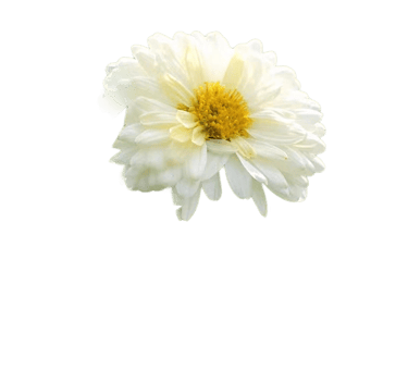 chrysanthemum