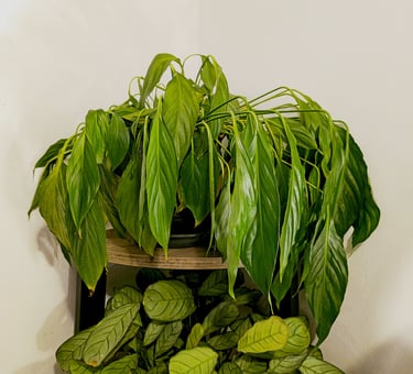 Wilting plant