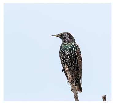 ESTORNINO PINTO (STURNUS VULGARIS)