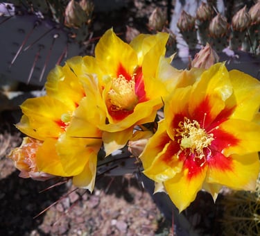 Sedona - Spring blooms in various cactus flowers, in colors of bright yellow, pink, and red