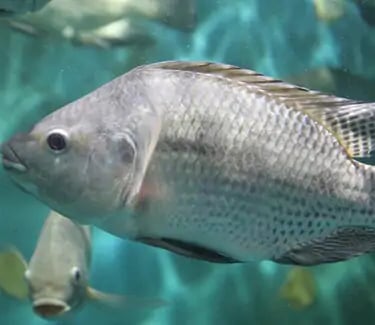 Poisson tilapia à qui on donne la nourriture à base de mouche soldat noir