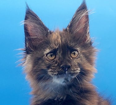 Black Tortie Maine Coon Girl Kitten