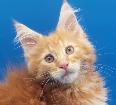 Red Maine Coon Boy Kitten