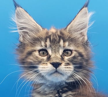 Black Tortie Polydactyl Maine Coon Girl Kitten