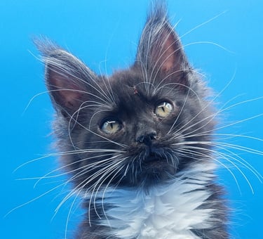 Tuxedo Black Smoke and White Maine Coon Girl Kitten