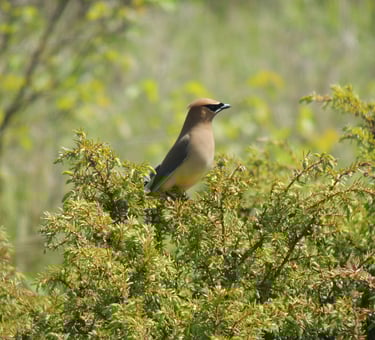 A Cedar Waxwing bird identified during a Natural Heritage Evaluation near Wiarton, Ontario..