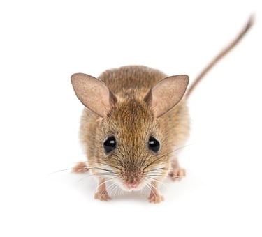 Mouse pest infestation is Weston Hills and Spalding