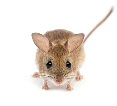 Mouse infestation in Spalding