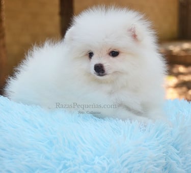 cachorro pomerania