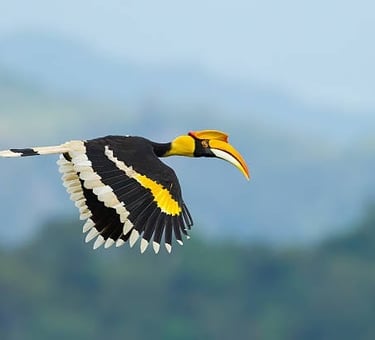 rufous-necked-hornbill-druing-flight-at-nabji-trongsa-bhutan