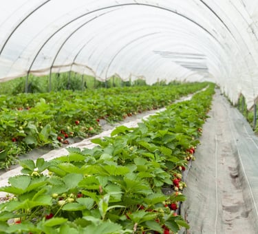 Fraises bio cultivées en serre dans le verger familial en Savoie – La Ferme du Coteau