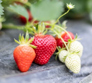 Fraises bio rouges et juteuses cultivées dans le verger familial en Savoie – La Ferme du Coteau
