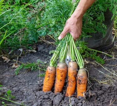 bunch of carrots being pulled from the ground
