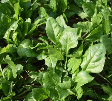 spinach growing in the ground