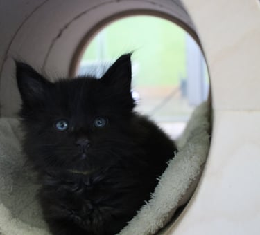 a black kitten sitting in a cat bed